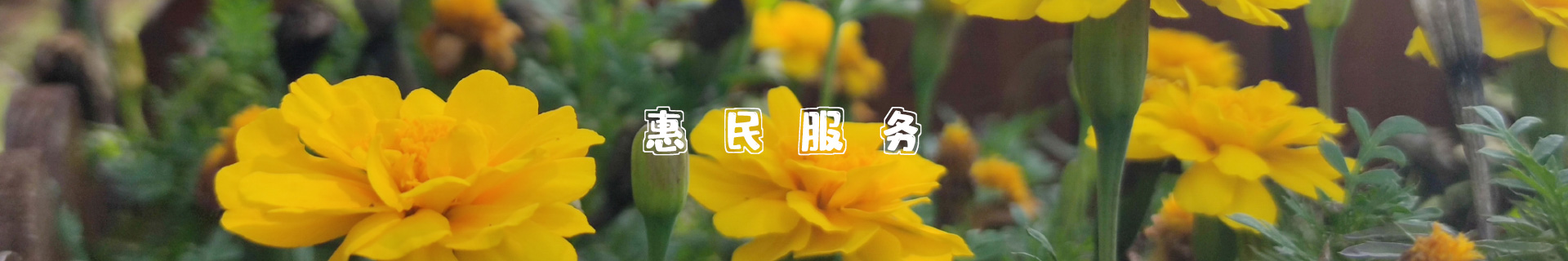 天津惠民服務(wù)