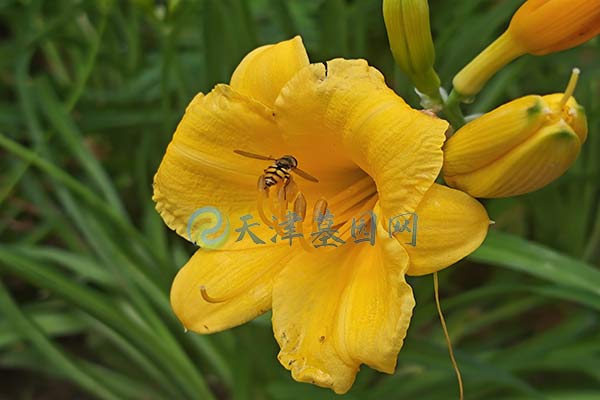 天津蘭生園公墓，全新墓地價(jià)格信息